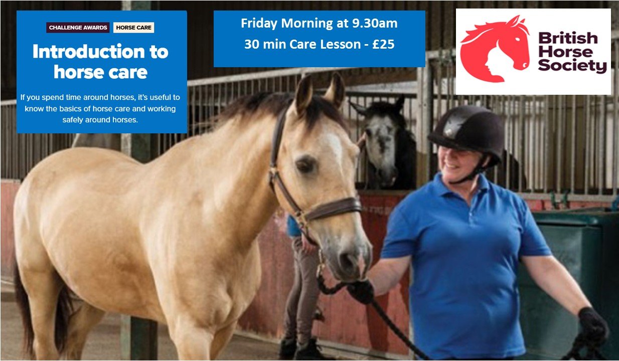 Horse Care
