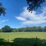 Grazing in the Sun at Burley Villa