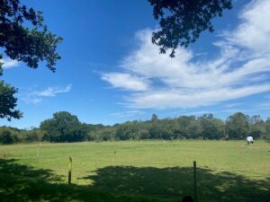 Grazing in the Sun at Burley Villa