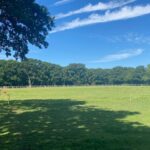 Grazing at Burley Villa alongside the track to the Forest