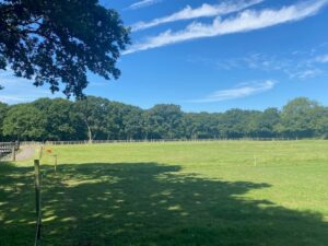 Grazing at Burley Villa alongside the track to the Forest