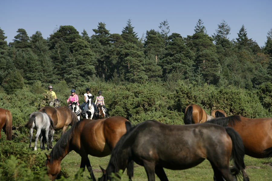 Forest Trail Rides - amongst the wild New Forest Ponies