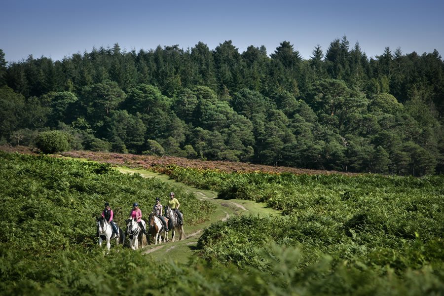 Forest Trail Rides - at Yew Tree Bottom
